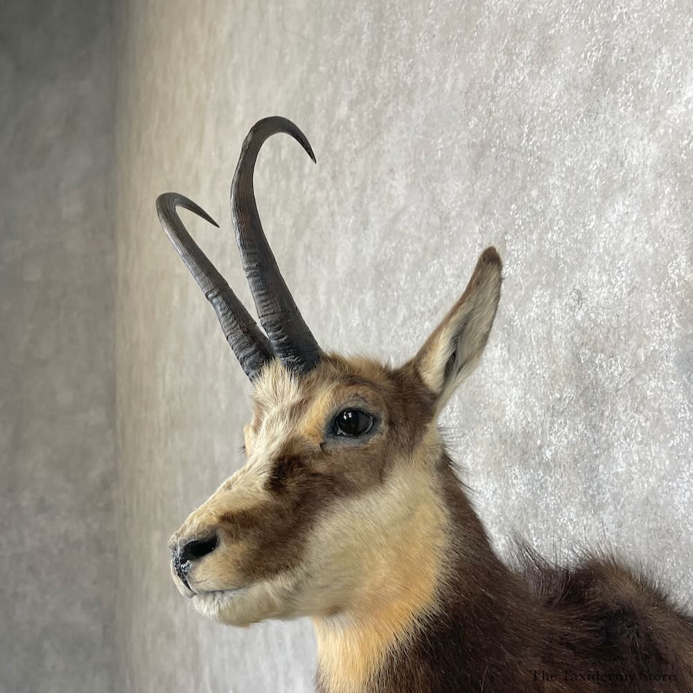 South Pacific Chamois Shoulder Mount For Sale #28264 @ The Taxidermy Store