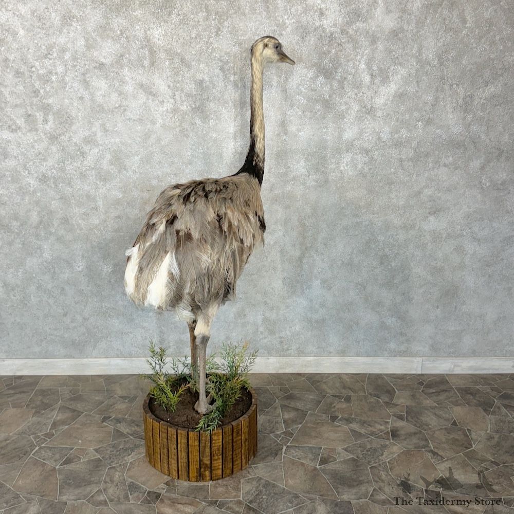 Greater Rhea Bird Mount For Sale #29650 @ The Taxidermy Store