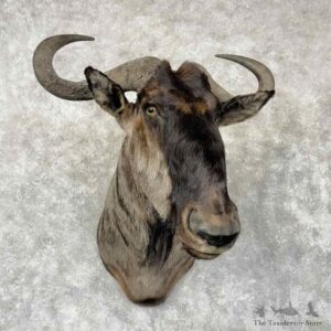Blue Wildebeest Shoulder Mount For Sale #30418 @ The Taxidermy Store