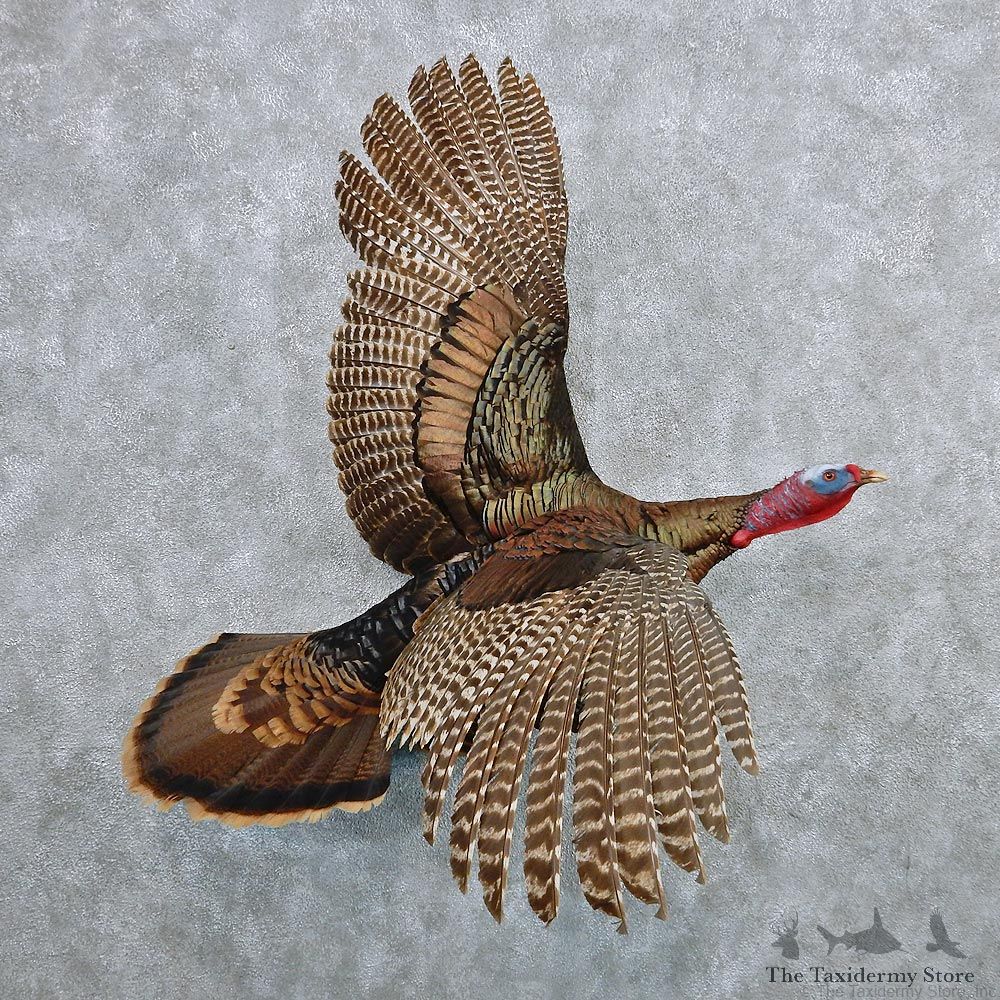Eastern Wild Turkey Life Size Taxidermy Mount #12594 For Sale @ The Taxidermy Store