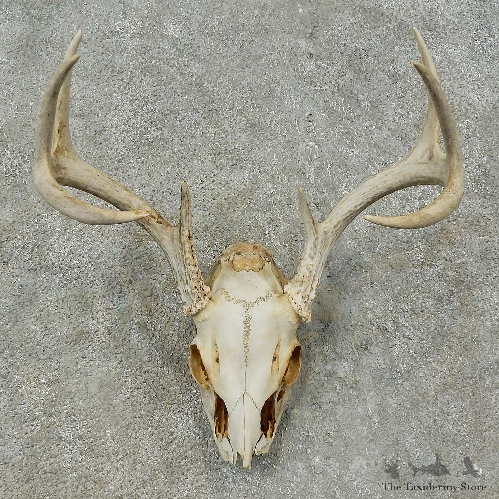 Whitetail Deer Skull European Mount For Sale #16269 @ The Taxidermy Store