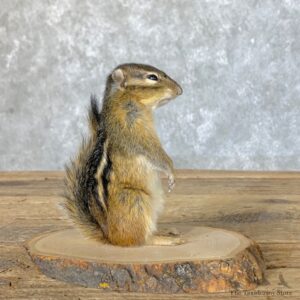 Chipmunk Life-Size Mount For Sale #22636 @ The Taxidermy Store
