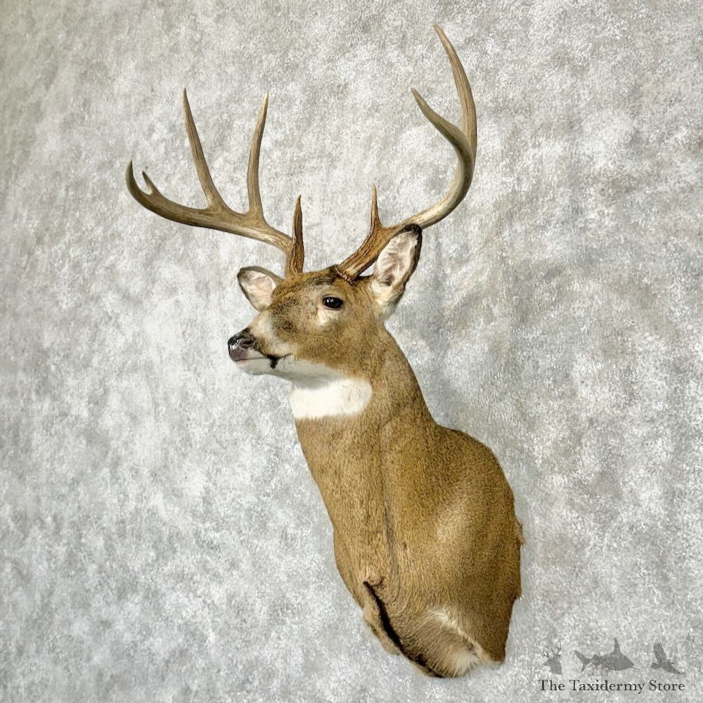 Whitetail Deer Shoulder Mount For Sale #29021 @ The Taxidermy Store