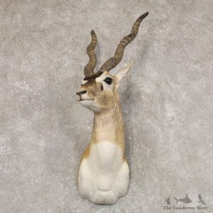 India Blackbuck Shoulder Mount For Sale #22511 @ The Taxidermy Store