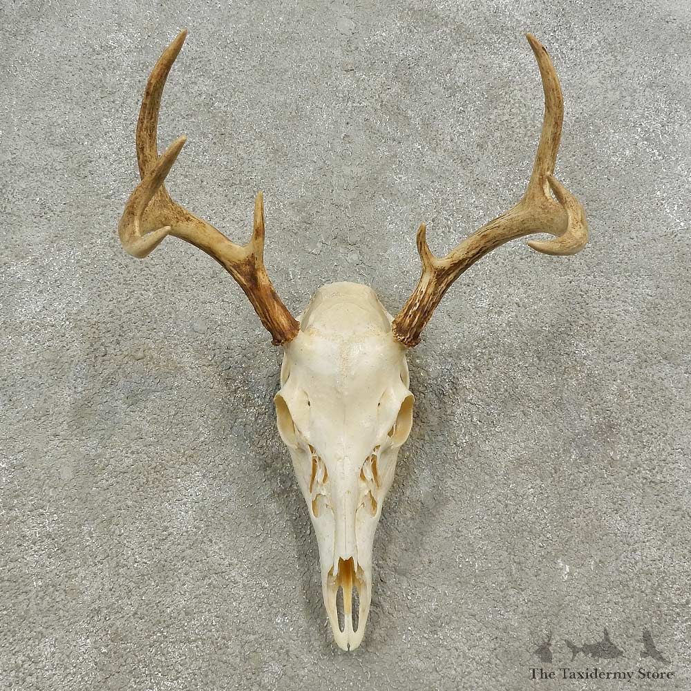Whitetail Deer Skull European Mount For Sale #16920 @ The Taxidermy Store