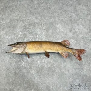 Northern Pike Fish Taxidermy Mount For Sale #25898 @ The Taxidermy Store