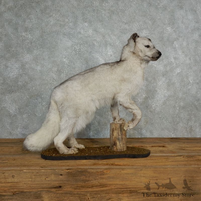 Silver Fox Life Size Taxidermy Mount #17832 For Sale @ The Taxidermy Store
