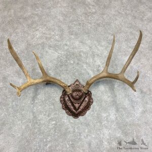 Mule Deer Taxidermy Antler Plaque #21792 For Sale @ The Taxidermy Store