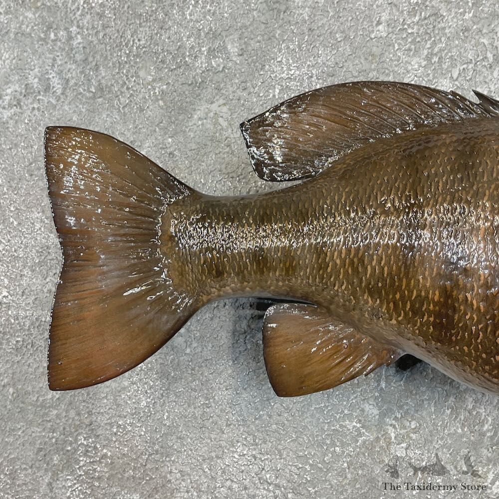 Smallmouth Bass Fish Mount For Sale #27541 @ The Taxidermy Store