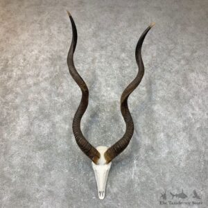 Greater Kudu Skull European Mount For Sale #23716 @ The Taxidermy Store