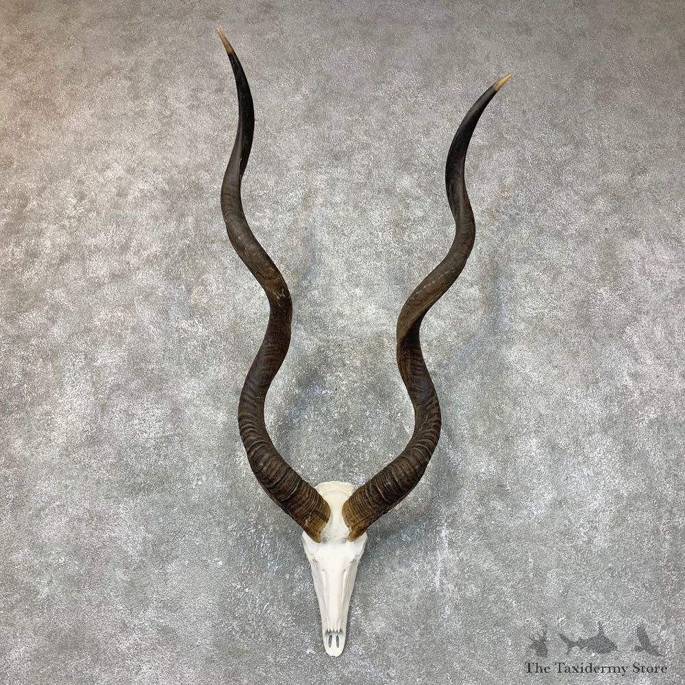 Greater Kudu Skull European Mount For Sale #23716 @ The Taxidermy Store
