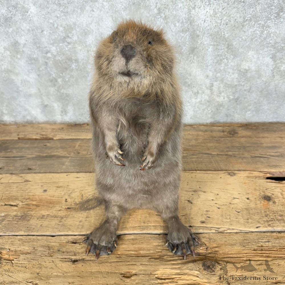 North American Juvenile Beaver Mount For Sale #29512 @ The Taxidermy Store