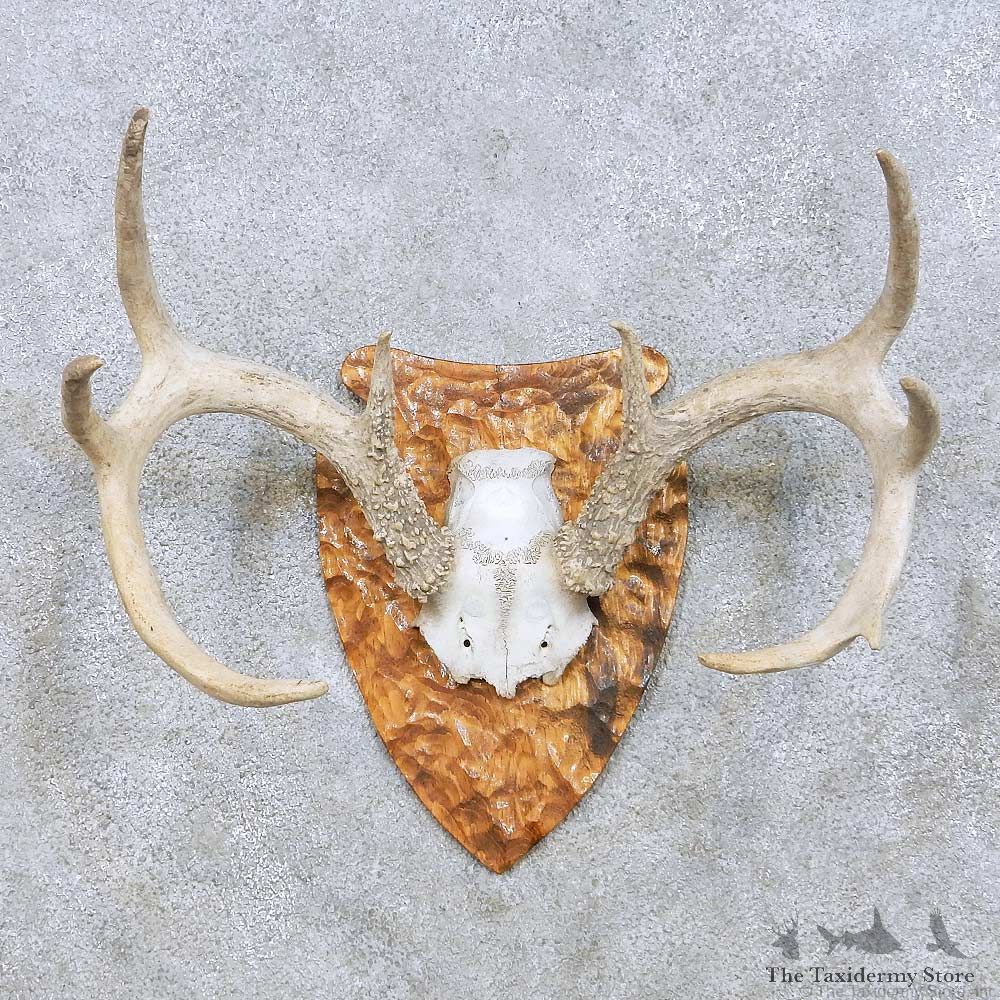 Whitetail Deer Antler Taxidermy Mount For Sale #13944 For Sale @ The Taxidermy Store