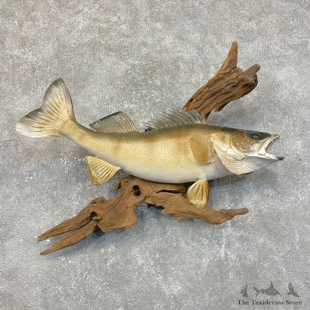 Walleye Taxidermy Fish Mount #24108 For Sale @ The Taxidermy Store