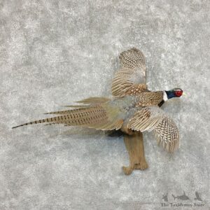 Ringneck Pheasant Bird Mount For Sale #25385 @ The Taxidermy Store