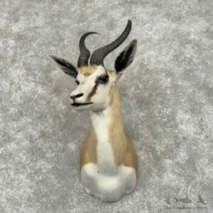 South African Springbok Shoulder Mount For Sale #32010 @ The Taxidermy Store