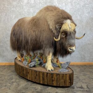 Greenland Muskox Life Size Mount #23714 For Sale @ The Taxidermy Store