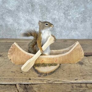 Canoeing Red Squirrel Novelty Mount For Sale #31587 @ The Taxidermy Store