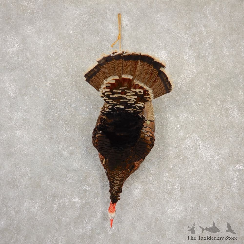 Merriams Turkey Life Size Taxidermy Mount #20606 For Sale @ The Taxidermy Store