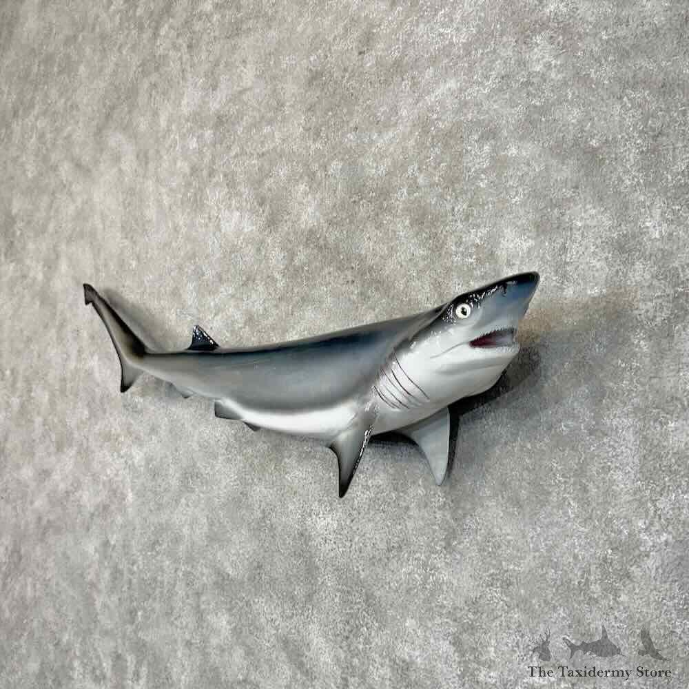 Bluntnose Sixgill Shark Reproduction Mount For Sale #30451 @ The Taxidermy Store
