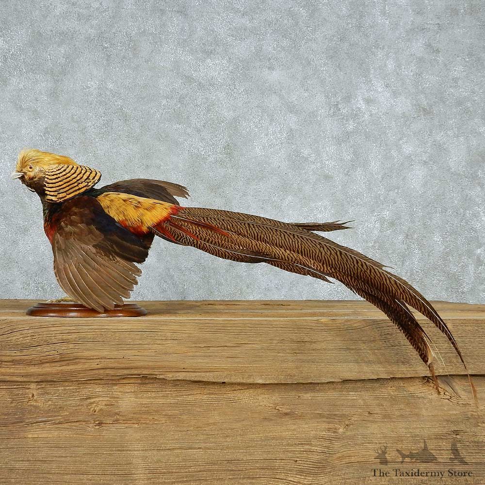 Golden Pheasant Life-Size Mount #13522 For Sale @ The Taxidermy Store