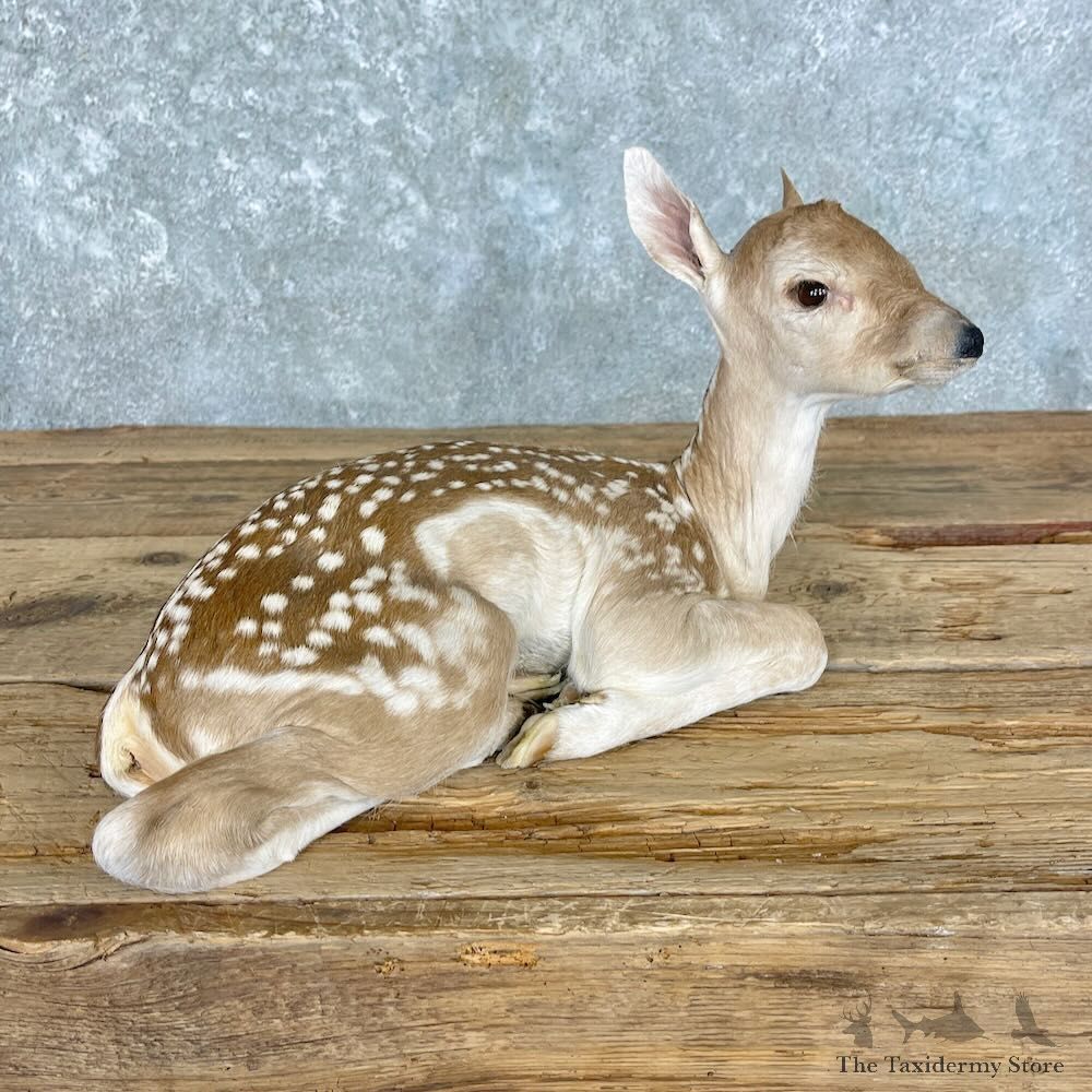 Whitetail Deer Fawn Life-Size Mount For Sale #27604 - The Taxidermy Store