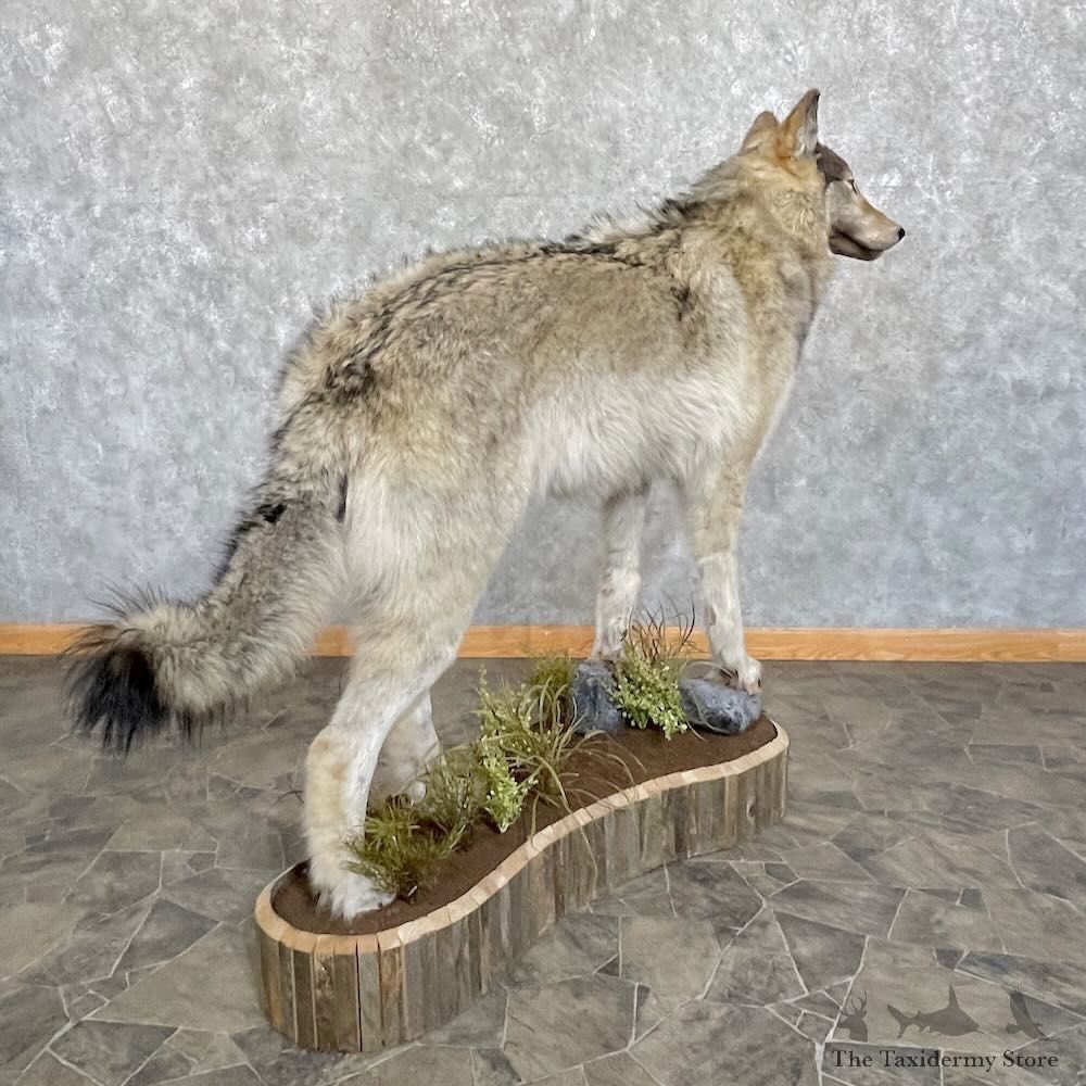 Alaskan Grey Wolf Life-Size Mount For Sale #27733 @ The Taxidermy Store