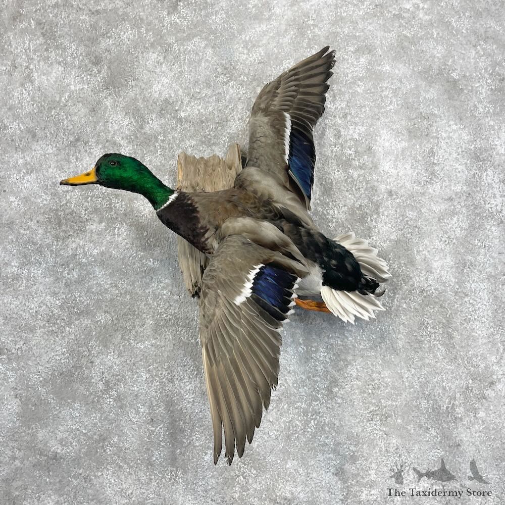 Mallard Duck Drake Mount For Sale #28472 @ The Taxidermy Store