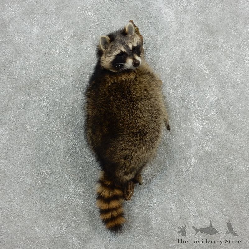Wall-Hanging Raccoon Mount For Sale #18122 @ The Taxidermy Store