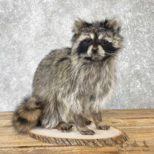 Raccoon Life-Size Mount For Sale #25043 @ The Taxidermy Store