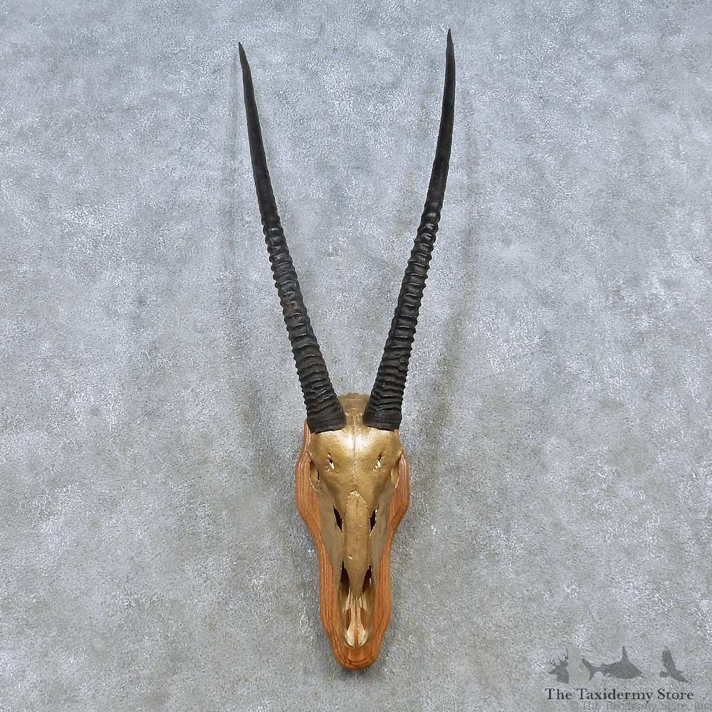 African Gemsbok Skull European Mount For Sale #15157 @ The Taxidermy Store