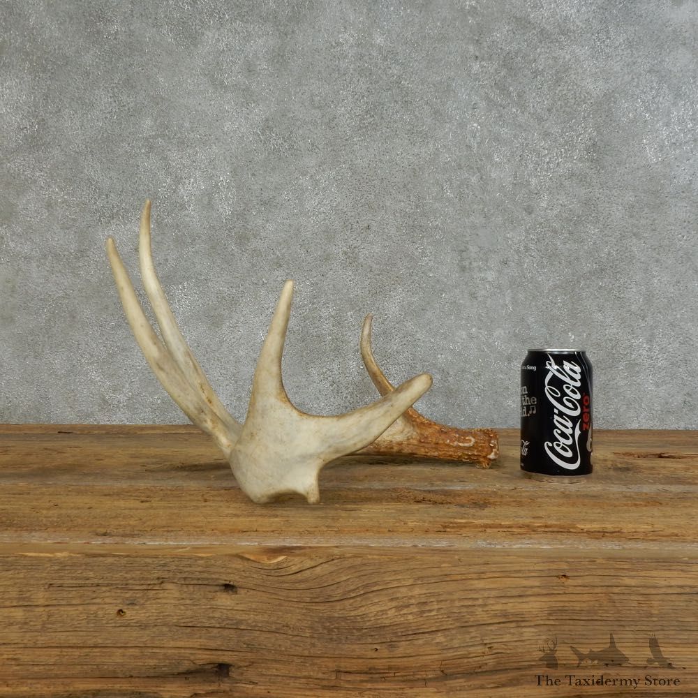 Whitetail Deer Antler Shed For Sale #16150 @ The Taxidermy Store