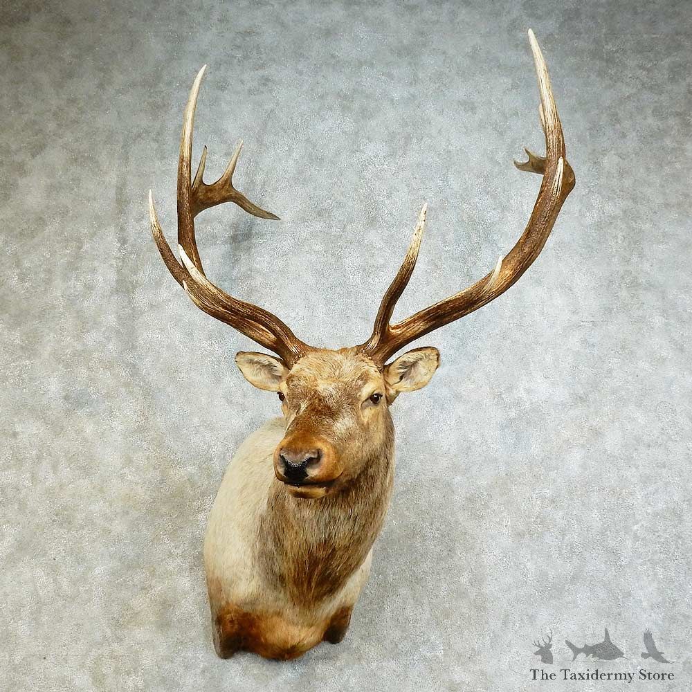 Rocky Mountain Elk Shoulder Mount For Sale #16192 @ The Taxidermy Store