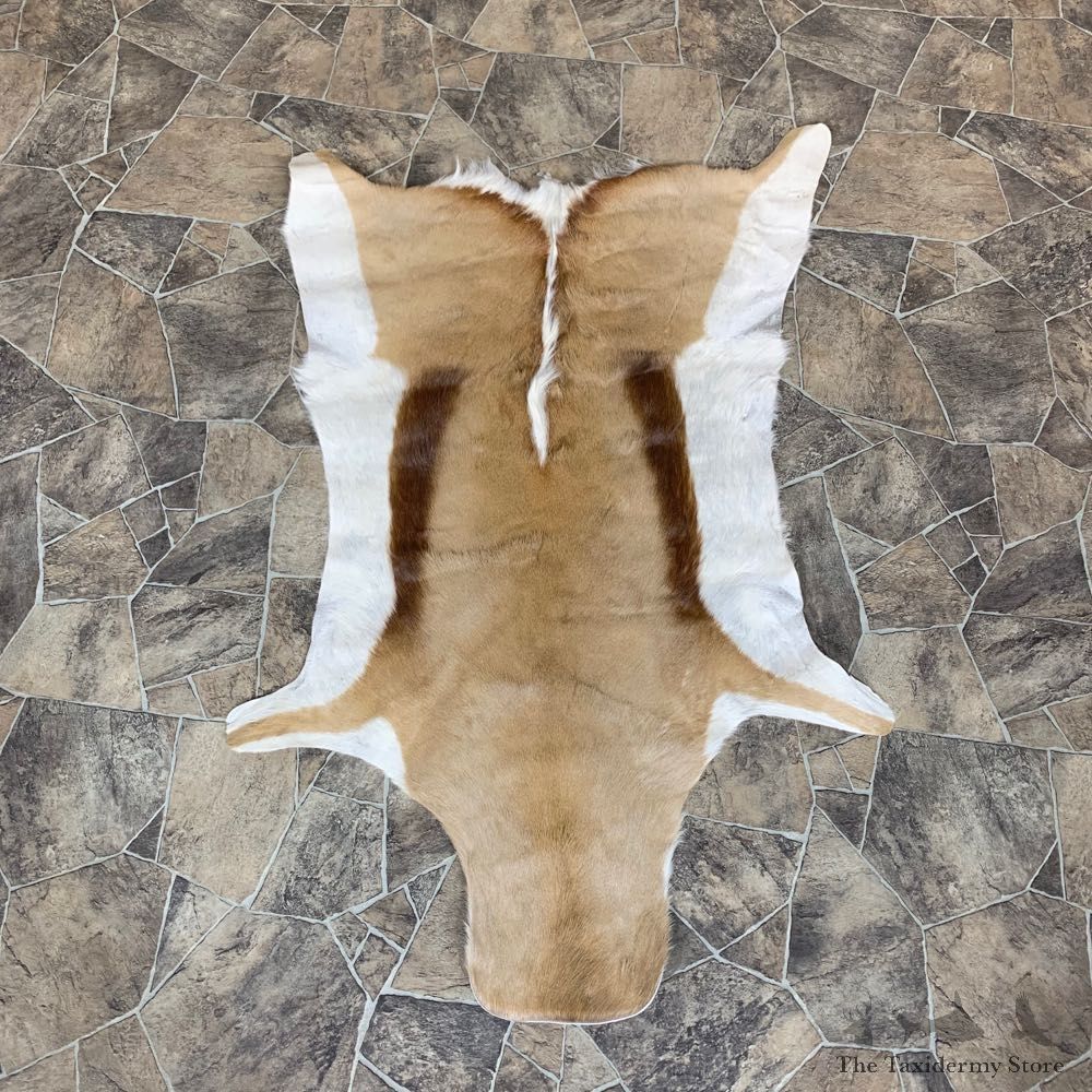 Springbok Taxidermy Hide For Sale #22745 @ The Taxidermy Store
