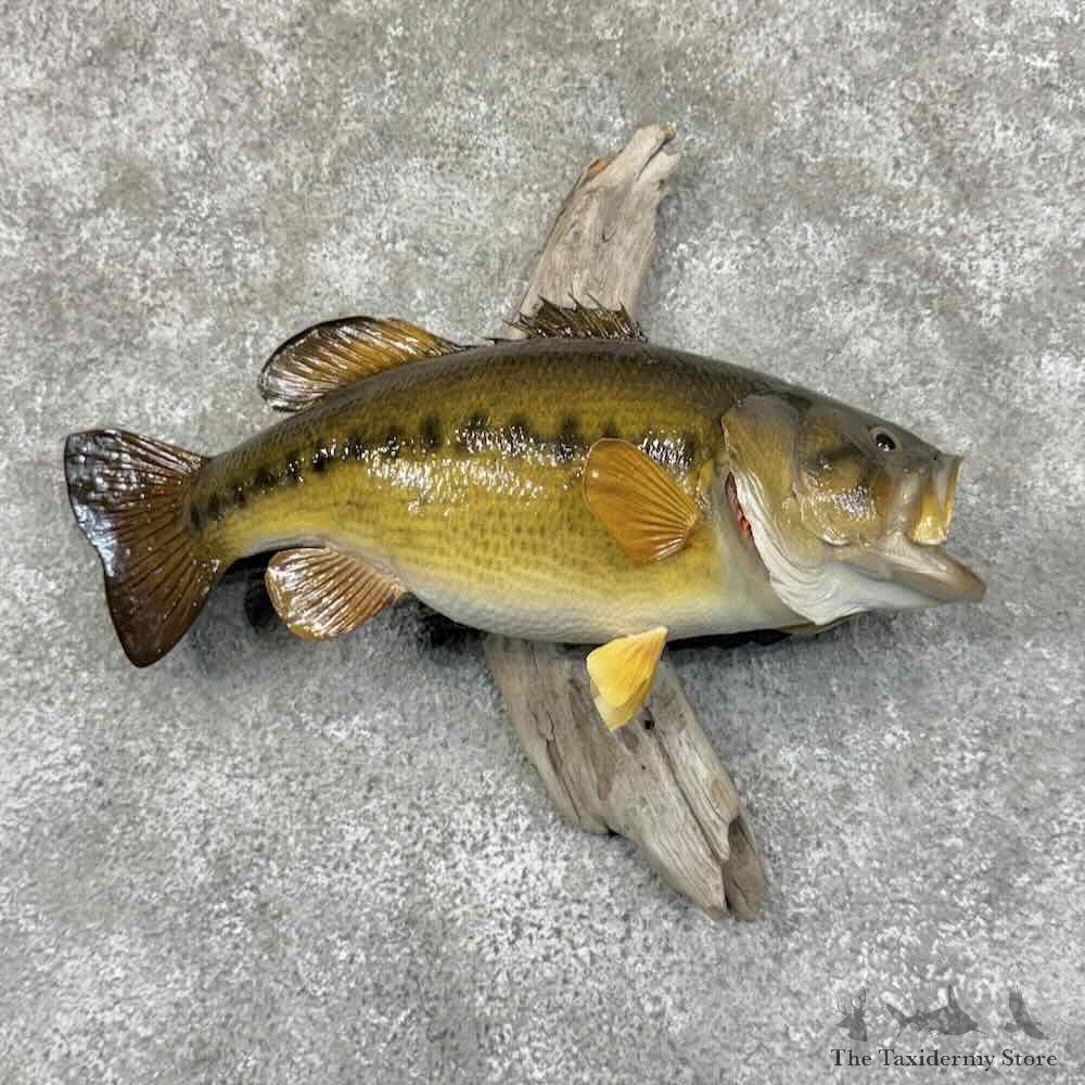 Largemouth Bass Fish Mount For Sale #31445 @ The Taxidermy Store
