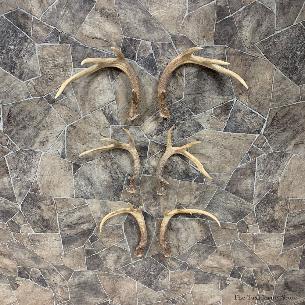 Whitetail Deer Antler Craft Pack For Sale #21822 @ The Taxidermy Store