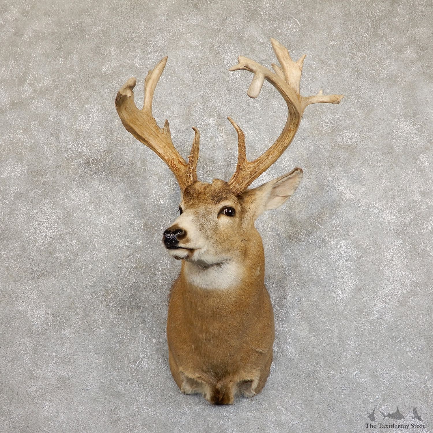Whitetail Deer Shoulder Mount #19553 For Sale - The Taxidermy Store