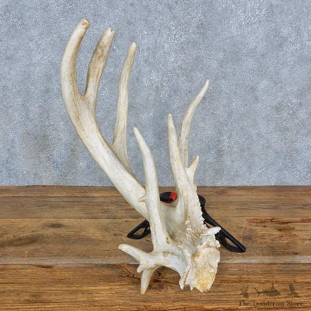 Whitetail Deer Antler Shed For Sale #15440 @ The Taxidermy Store