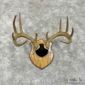 Whitetail Deer Antler Plaque Mount For Sale #31668 @ The Taxidermy Store