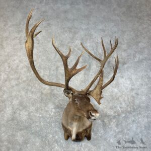 Alaskan Barren Ground Caribou Shoulder Mount For Sale #25194 @ The Taxidermy Store