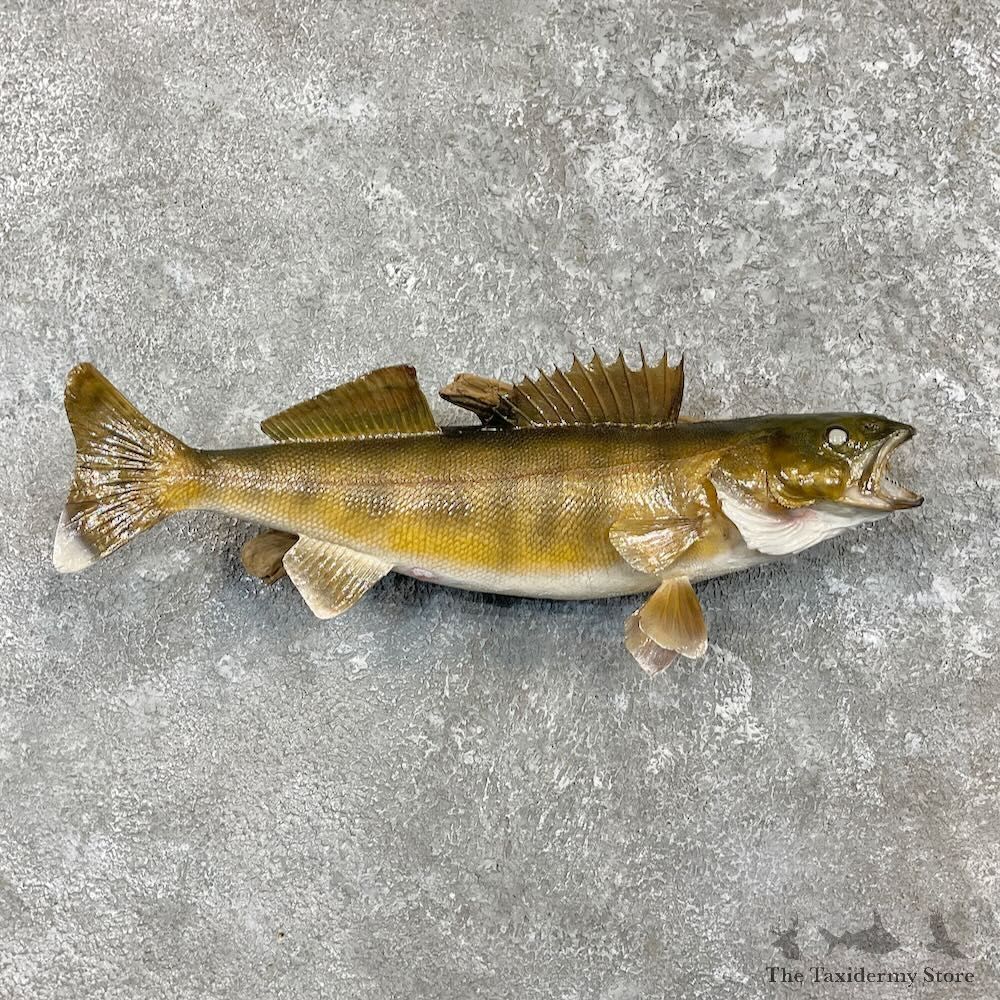 Walleye Fish Mount For Sale #27433 @ The Taxidermy Store