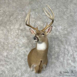 Whitetail Deer Shoulder Mount For Sale #31244 @ The Taxidermy Store