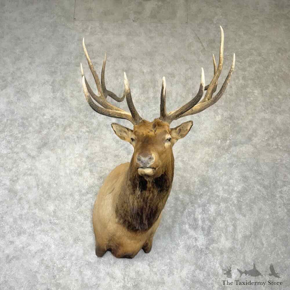 Rocky Mountain Elk Shoulder Mount For Sale #30365 @ The Taxidermy Store