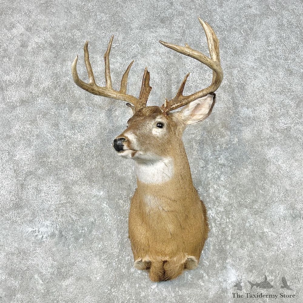 Whitetail Deer Shoulder Mount For Sale #26859 @ The Taxidermy Store