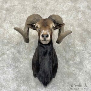 Corsican Ram Shoulder Mount For Sale #32356 @ The Taxidermy Store