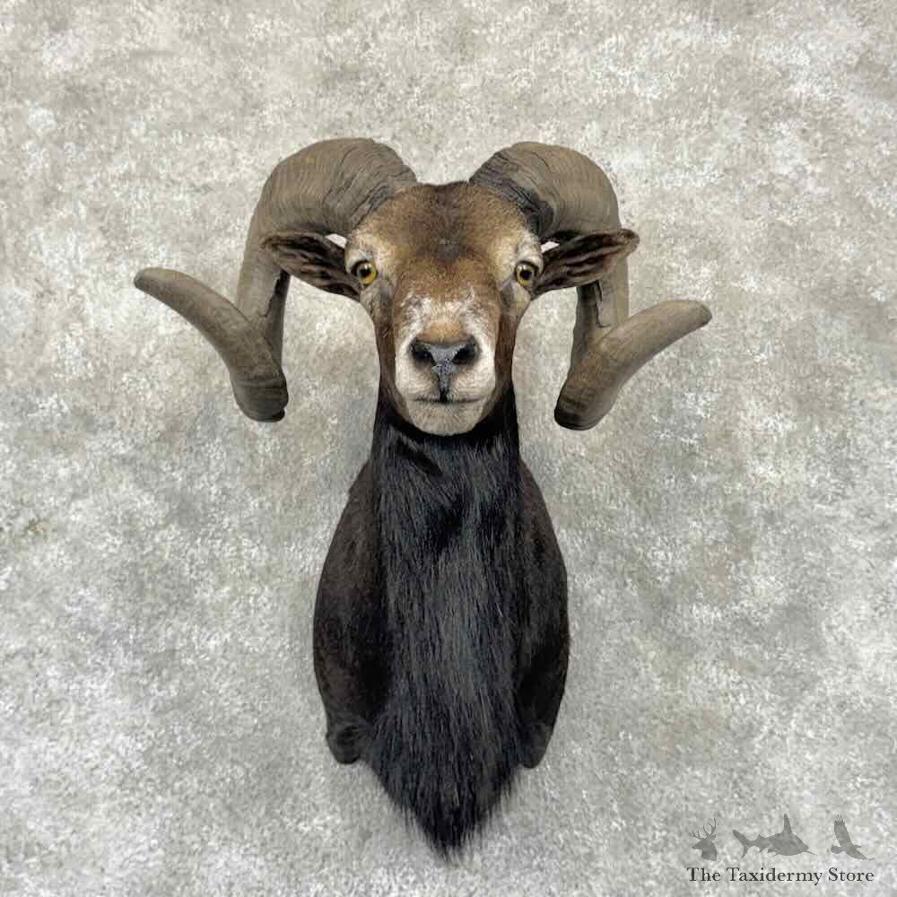 Corsican Ram Shoulder Mount For Sale #32356 @ The Taxidermy Store