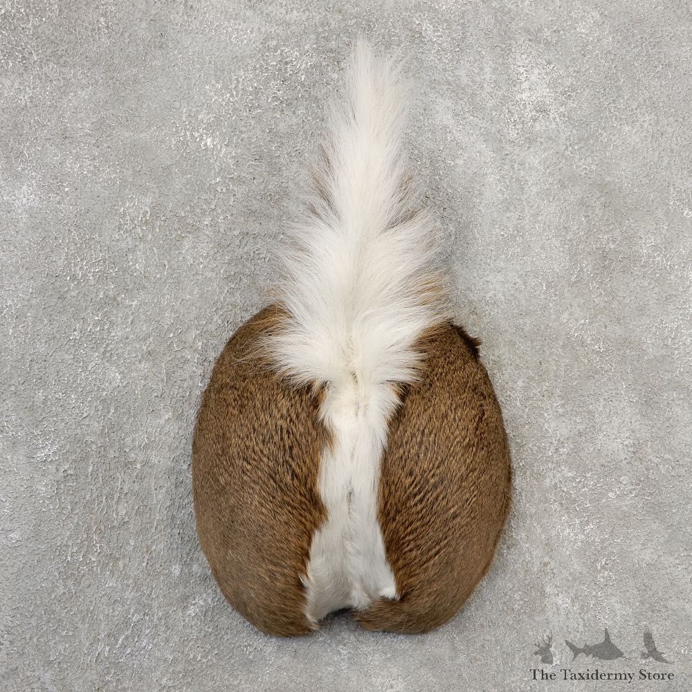 Whitetail Deer Rump Mount For Sale #21131 @ The Taxidermy Store