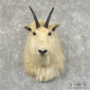 Mountain Goat Shoulder Mount For Sale #25491 - The Taxidermy Store