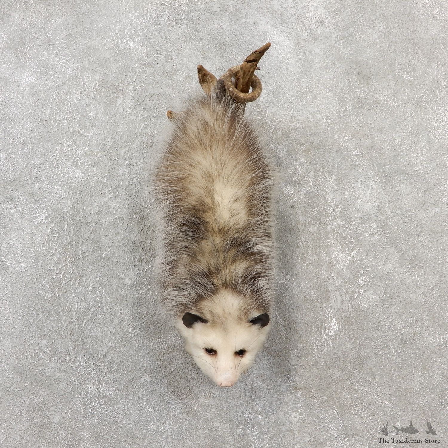 Wall Hanging Opossum Mount For Sale #19069 @ The Taxidermy Store