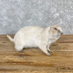 Albino Prairie Dog Life-Size Mount For Sale #27117 @ The Taxidermy Store